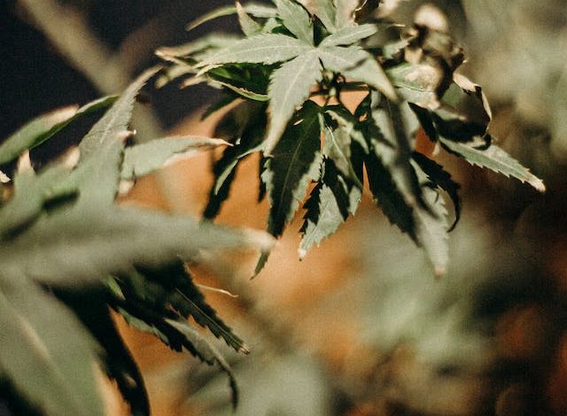 Cannabis et Douleur Chronique: Une Solution Sûre qui Offre un Soulagement Durable